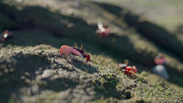 A group of male fiddler crabs living in soft sand or mud near or around the edges of shallow salt marshes