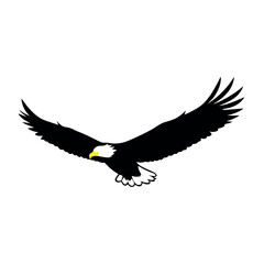 Obraz premium a bald eagle in flight vector art illustration isolated white background