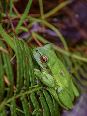 Close-up of a green dotted treefrog resting on a fern frond at the edge of a pond, in a farm in the eastern Andean mountains of central Colombia.