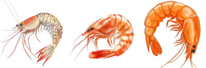 Set of A shrimp shellfish crustaceans vector prawn isolated on a transparent background