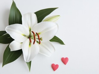 Fototapeta premium Elegant White Lily with Green Leaves and Hearts