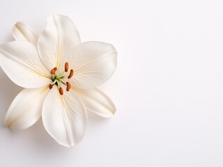 Intricate White Lily Flower with Detailed Petals