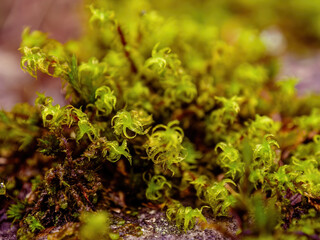 Extreme macro photography of some moss growing on a rock, captured in a farm in the eastern Andean mountains of central Colombia.