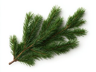Realistic Green Pine Branch Isolated on White Background
