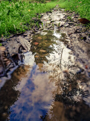 Fototapeta premium The reflection of the sky and trees in a rain puddle, in the morning, in a farm near the colonial town of Villa de Leyva, in central Colombia.