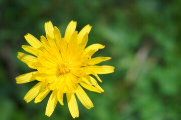macrophotography of a yellow flower in the field during a mountain trip 