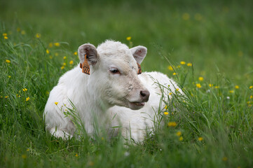 Obraz premium Charolaise - Charolais cattle
