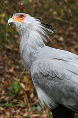 Secretary bird animals bird portrait