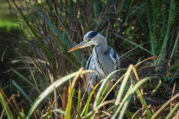 Side-lit portrait of an adult Grey Heron (Ardea cinerea) among coastal vegetation.