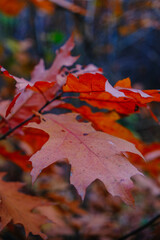 red maple leaf