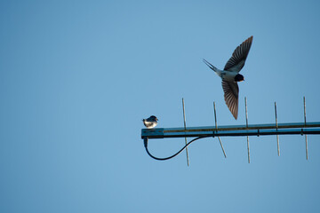 Deux hirondelles sur un toit © Youenn
