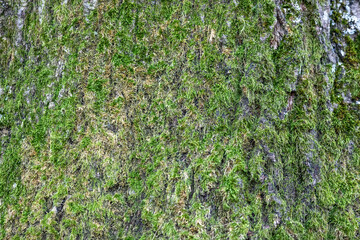 Close-Up of Moss Growing on a Treestump in the Forest - Nature Background Texture