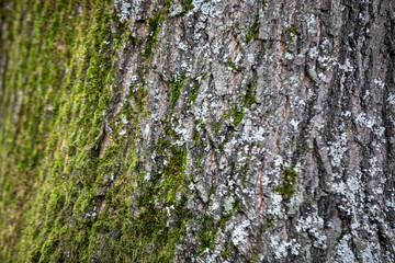 Close-Up of Moss Growing on a Treestump in the Forest - Nature Background Texture