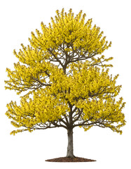 tree isolated on white