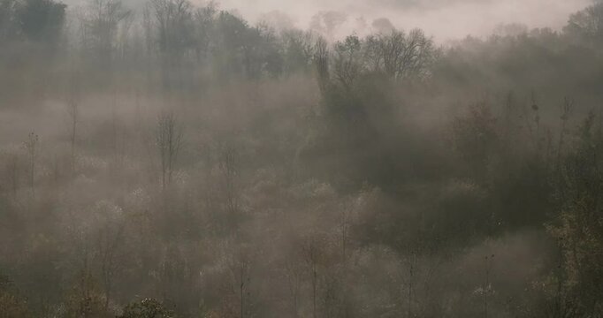 Brouillard et nature