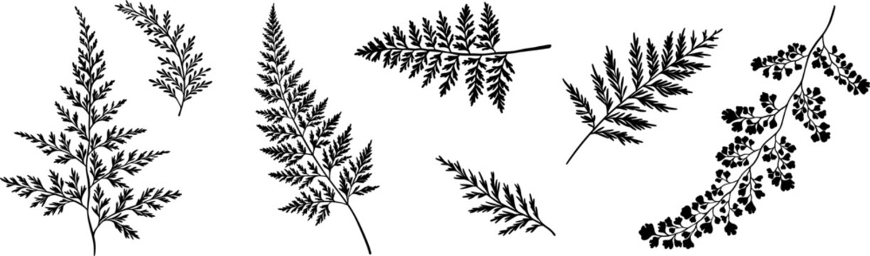 Elegant foliage vector leaf shape silhouettes, decorative leaves clip art set