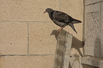  Feral pigeon in the city with it`s shadow on the wall. Dark grey feral pigeon sitting next to a...