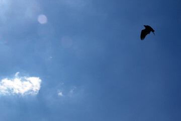 Falke im Flug vor blauem Himmel mit Wolken