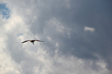 Falke im Flug vor Wolken