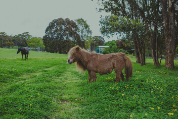 Fototapeta premium A brown and a black hourse on an Australian farm