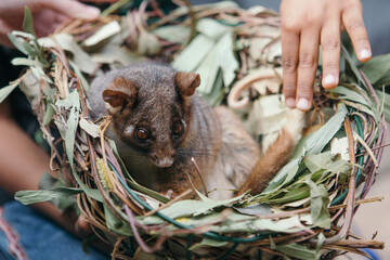 The common brushtail possum is a nocturnal, semiarboreal marsupial of the family Phalangeridae,...