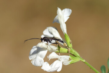 Male Ichneumon wasp, Agrothereutes aterrimus. Family Ichneumonidae. On white flowers of Salvia greggii, family Lamiaceae. June. Dutch garden.