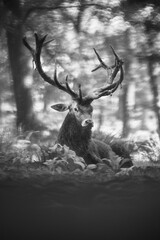 Un cerf avec une très belle ramure assis dans une forêt en France