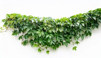 Obraz premium liana ivy plant bush vine isolate on White background