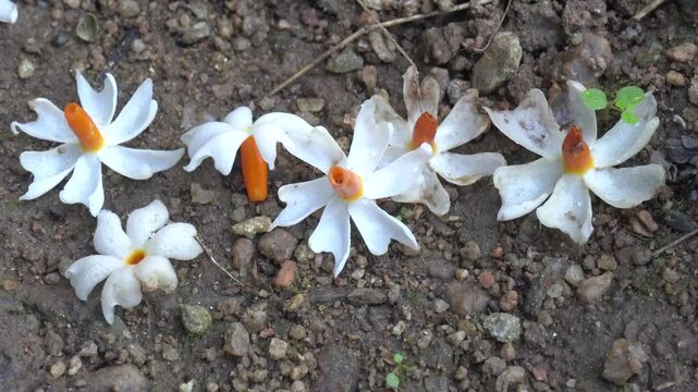The delicate Parijat flower or Nyctathes arbortristis, with vibrant leaves and seeds, symbolizes beauty and spirituality, ideal for capturing nature elegance and cultural significance.