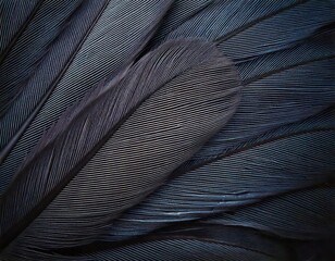 closeup shot of dark feathers texture macro background