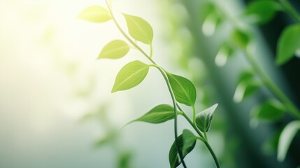 Sunlight Through Green Leaves