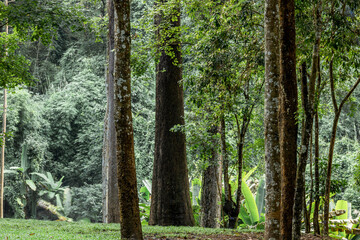 Natural background of trees covered with fog on both sides of the road, the beauty of the natural ecosystem amidst the changing weather conditions according to the seasons.