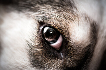 Closeup of a mixed breed dog eye with white and brown mask