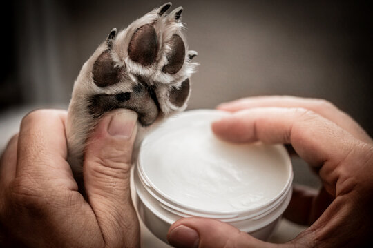 Applying paw ointment or balm on dog paw, protection and caring