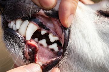 Peridontal disease, teeth root furcation, closeup dog mouth