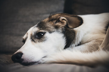 Cute mixed breed dog relaxing on the sofa