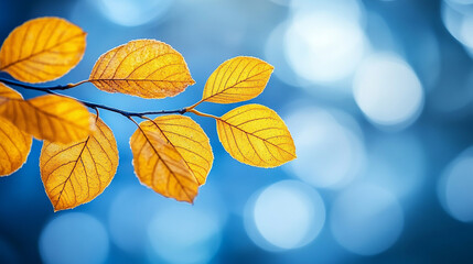 Fototapeta premium Close-up of vibrant yellow leaves on a tree branch, capturing the warmth of autumn sunlight. The image symbolizes renewal, transformation, and the transient beauty of nature’s seasonal cycles