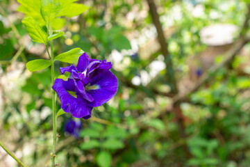 Deep Blue Hues of the Thai Butterfly Pea