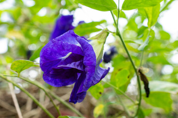 Deep Blue Hues of the Thai Butterfly Pea