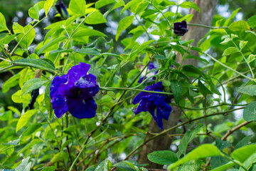 Butterfly Pea Blossom After the Rain