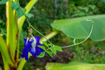 Butterfly Pea Blossom After the Rain