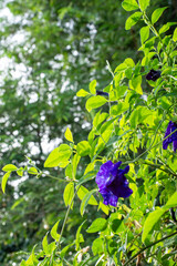 Butterfly Pea Blossom After the Rain