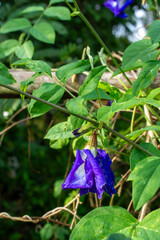 Butterfly Pea Blossom After the Rain
