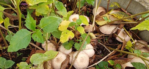 pilze