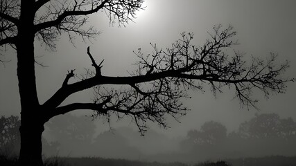 silhouette of a tree branch	