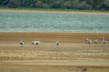 paysage avec des grues en migration sur une plage, sous une lumière d'automne sur une soirée ensoleillée