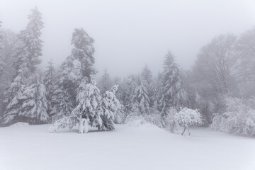 Schneebehangene Bäume im Winter auf der Ostalb, Schwäbische Alb.