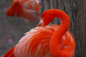 Close-up of an American flamingo	