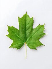 Fototapeta premium Green Maple Leaf isolated on white background