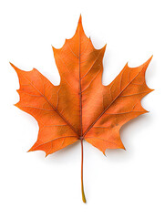 Fototapeta premium Maple Leaf isolated on white background